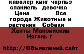  кавалер кинг чарльз спаниель -девочка › Цена ­ 45 000 - Все города Животные и растения » Собаки   . Ханты-Мансийский,Нягань г.